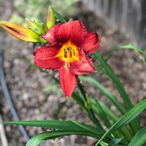 Meet your Posher, Ashlen